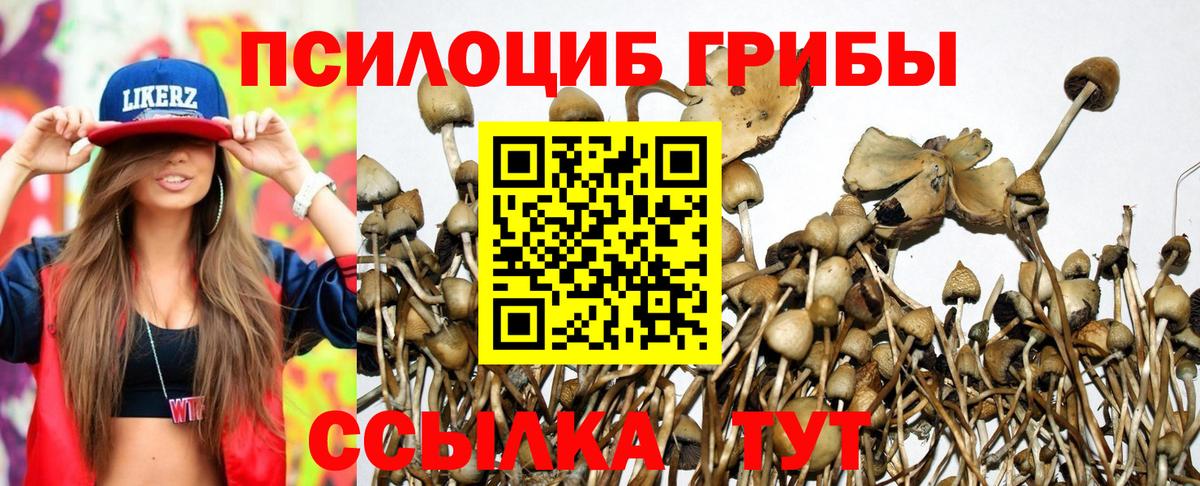 Псилоцибиновые грибы мицелий  Вход с VPN  Гусев 